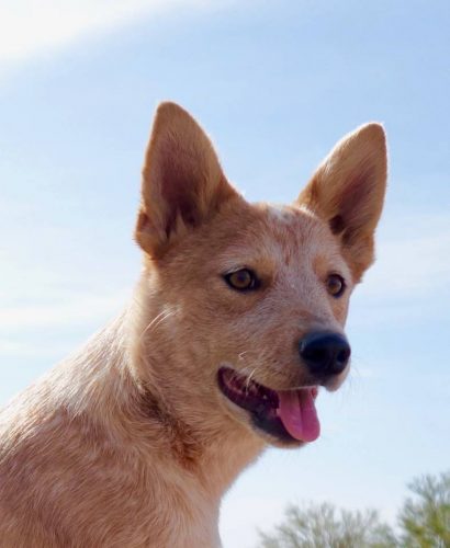 Twilight Arizona Cattle Dog Rescue