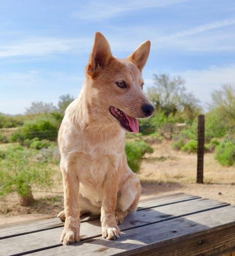 Pinkie Arizona Cattle Dog Rescue