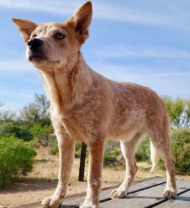 Spike Arizona Catle Dog Rescue