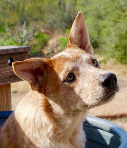 Spike Arizona Cattle Dog Rescue