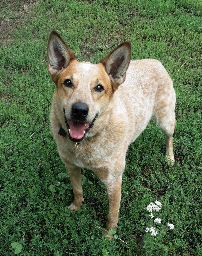 Chase 5 year old male ACD mix “Special Needs” ADOPTED Arizona Cattle Dog Rescue
