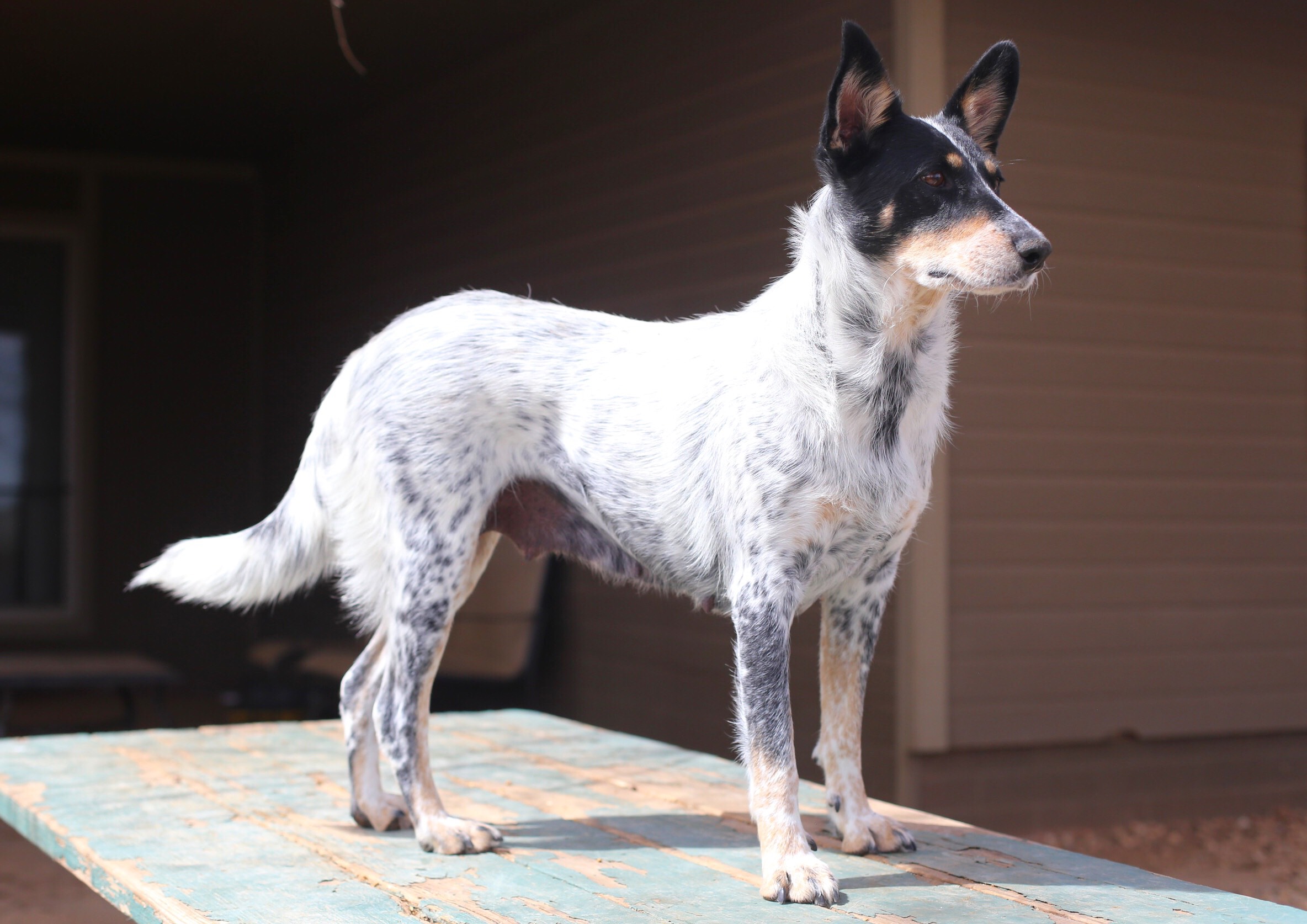 7583911040_IMG_4949 Arizona Cattle Dog Rescue