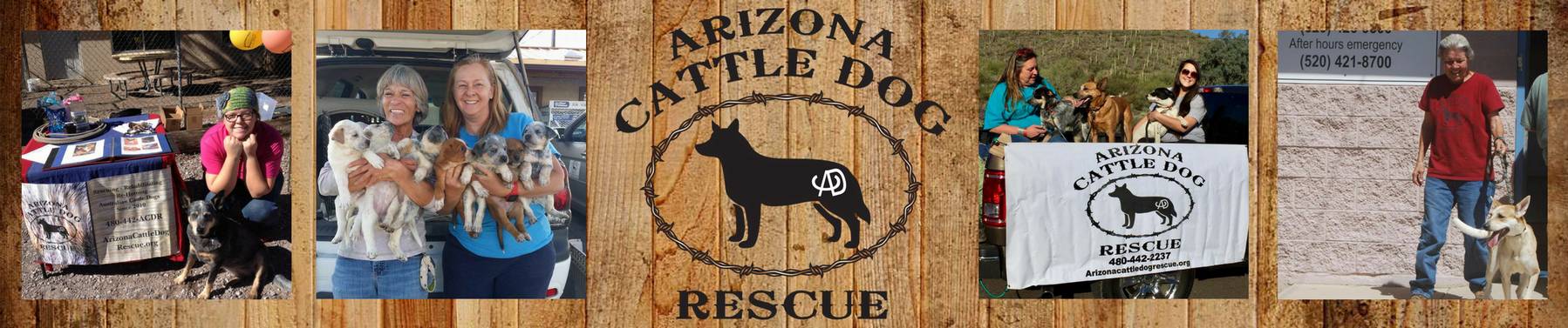 arizona cattle dog rescue banner