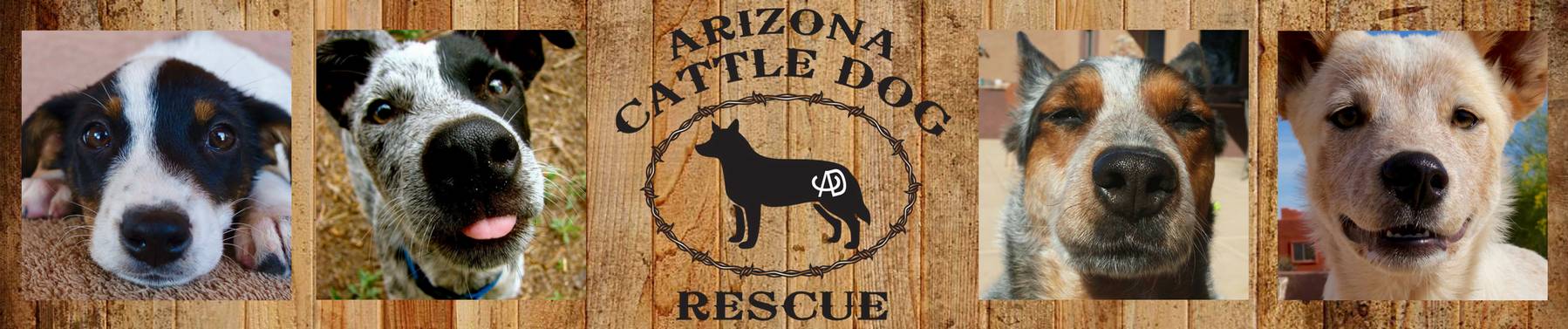 arizona cattle dog rescue banner
