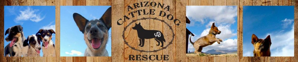 arizona cattle dog rescue banner