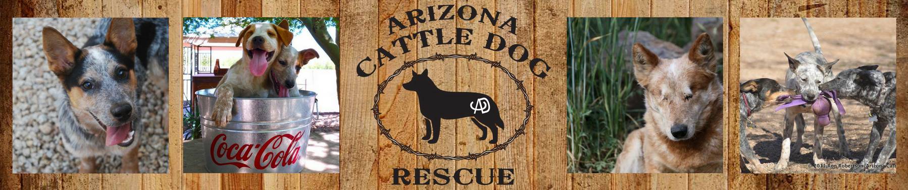 arizona cattle dog rescue