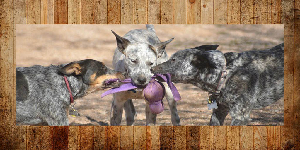 arizona cattle dog rescue