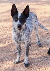 Garbanzo Bean 4 month old female ACD Mix ADOPTED - Arizona Cattle