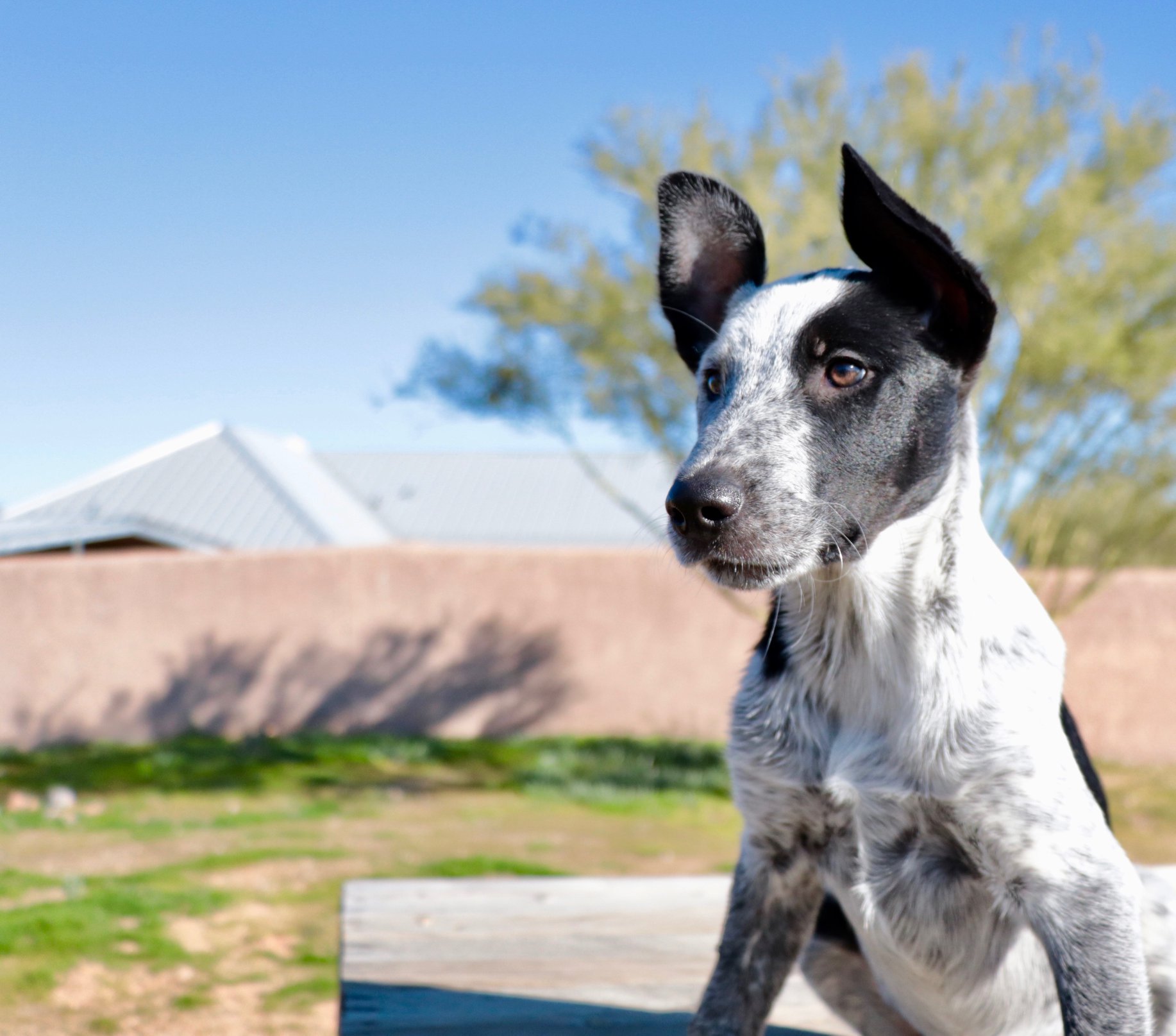 Dorothy 5monthold female ACD/Border Collie/Hound (?) mix ADOPTED