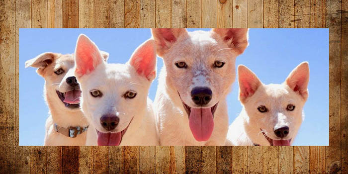 ACDR cattle dogs