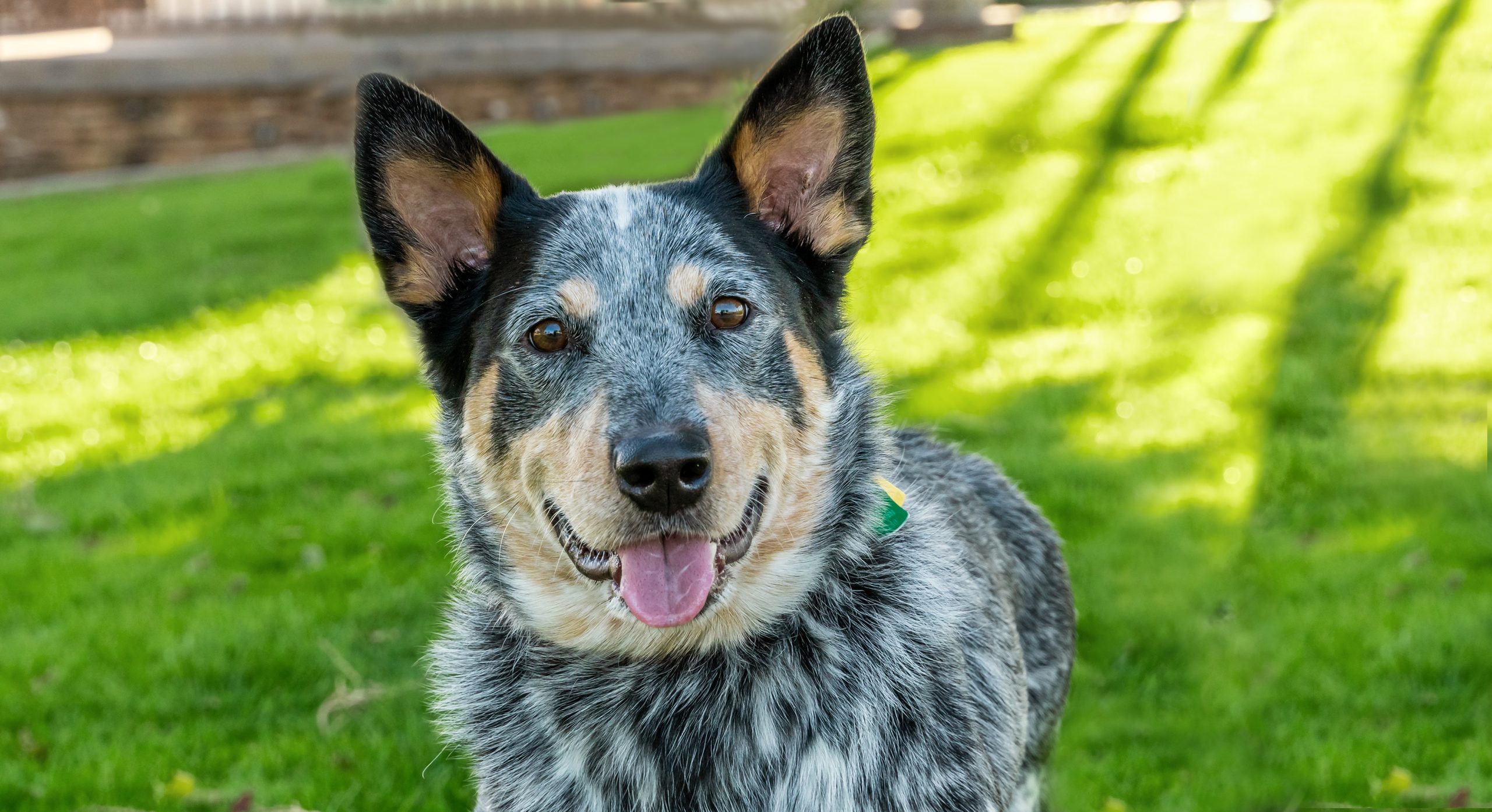 Braveheart 2.5 year old male ACD ADOPTED - Arizona Cattle Dog Rescue